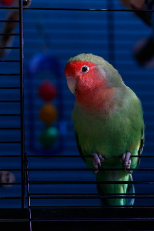 Portrait of an adorable rosy-faced lovebird (Agapornis roseicollis). Beautiful lovebird parrot...