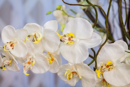 Close up of flower  - selective focusの写真素材