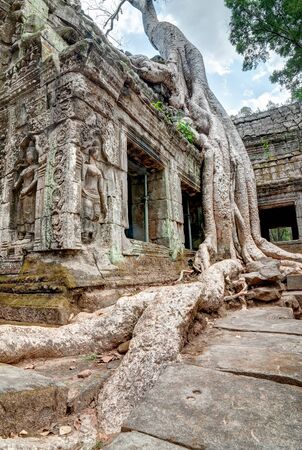 Root of giant Banyan tree over the roof of Ta prohm Temple, Siem Reap, Cambodiaの写真素材