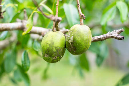Spondias dulcis, known commonly as ambarellaの写真素材