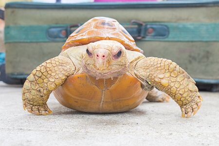 Turtle yellow in Thailandの写真素材