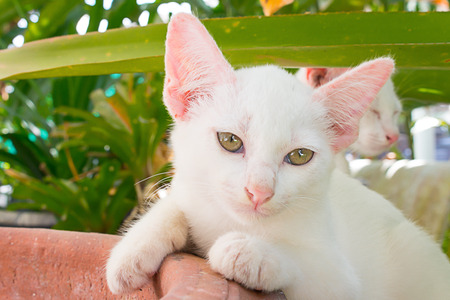 Beautiful and Cute white kittenの写真素材
