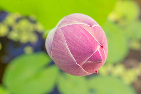 Purple Lotus with in lotus pond.の写真素材
