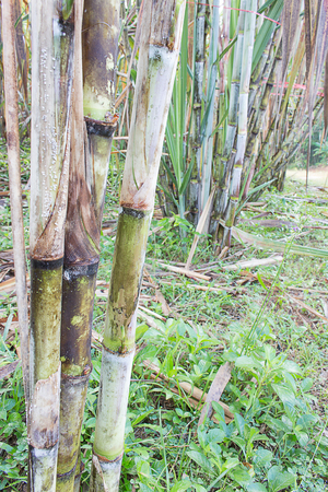 Sugarcane plants grow in field in Thailand.の写真素材