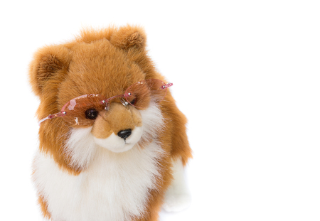 doll dog wearing sunglasses on white backgroundの写真素材