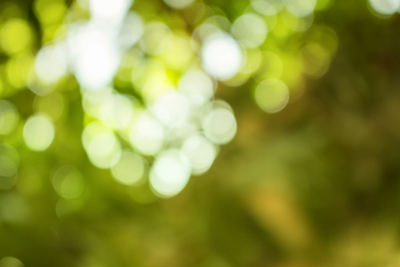 Bokeh color tone moss, Abstract natural background. Natural Bokeh Fresh green moss with blurred bright summer sunlight : You may be use as background :の写真素材
