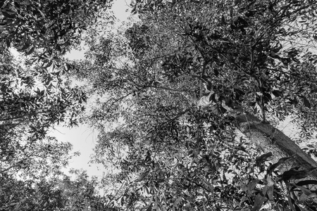 Abstract background Monochrome Forest treeの写真素材