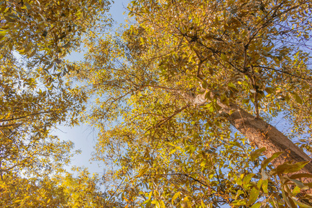 autumn beautiful branches of a large  tree in vivid golden color, from low angle.の写真素材