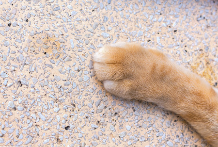 close up cat foot, Cat's paws on Stone table.の写真素材