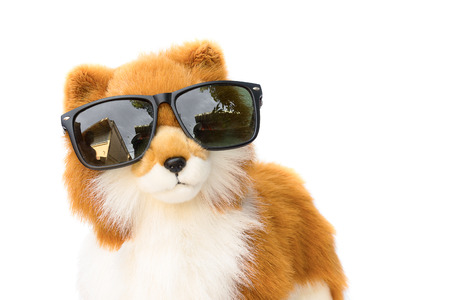 doll dog wearing sunglasses on white background with copy space for add textの写真素材