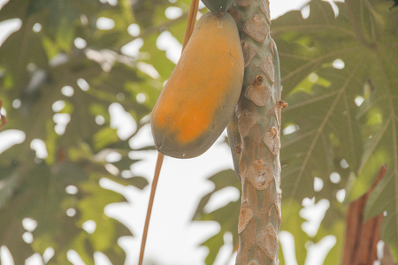 papaya with ripe on the tree, papaya or pawpaw fruit.の写真素材