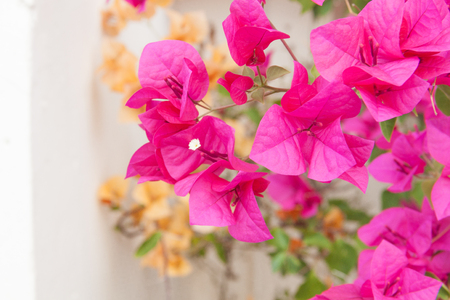 Bougainvillea flower,purple bougainvillea on an evening,select focus front Bougainvillea flower,and background blurry.(Bougainvillea glabra Choisy)の写真素材