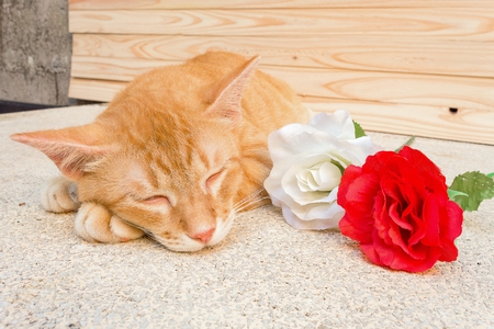 Orange cat sleeping Peaceful near a flower and notebook , select focus  cat sleepingの写真素材