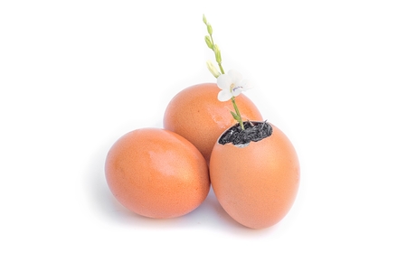 Young plant growing in egg shell , tree With flowers Isolated on white background( You can paint on there's egg )の写真素材