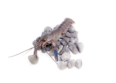Australian blue crayfish Cherax quadricarinatus ,Cherax uadricarinatus on the stone , On a white background isolatedの写真素材