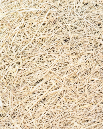 Dry straw, Dry grass, texture background.の写真素材