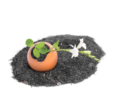 Young plant growing in egg shell , tree With flowers Isolated on white background( You can paint on there's egg )の写真素材