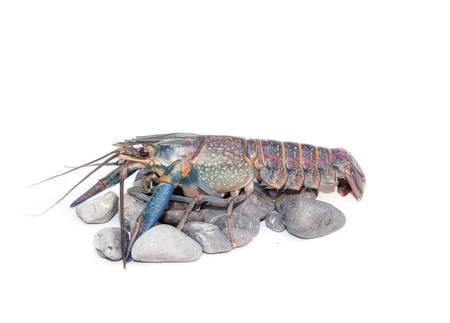 Australian blue crayfish Cherax quadricarinatus ,Cherax uadricarinatus on the stone , On a white background isolatedの写真素材