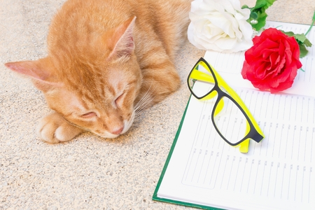 Orange cat sleeping Peaceful near a flower and notebook , select focus  cat sleepingの写真素材