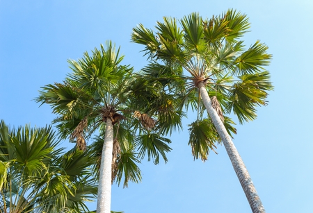 Palm trees on a background of blue sky. Red Sealing wax palm, Lipstick palm, Raja palm, Maharajah palm, Cyrtostachys renda ornamental plant in gardens.の写真素材