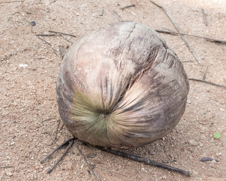 Old dry coconut one  on the ground.  blur background (select focus Coconut)の写真素材