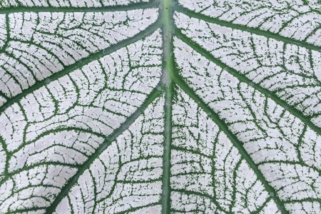 Close up view Caladium of White leaf and green, Pattern of growing leaf surface : Caladium bicolor Vent . ARACEAE, Fancy Leaved Caladium :  may be used as background :の写真素材