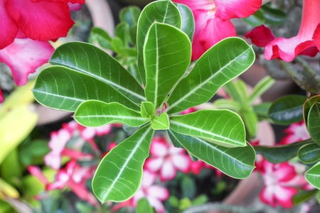 Closed up Adenium or desert rose leaf.の写真素材
