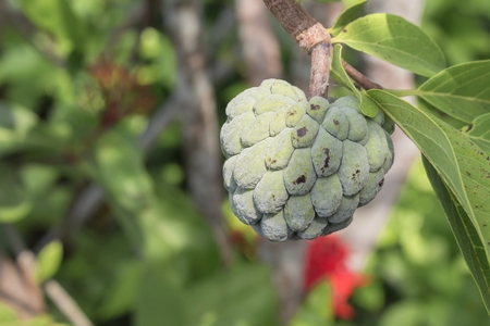 Custard apple. Close up Custard apple raw agriculture on trees. ( select focus front Custard apple...