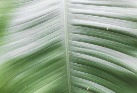 Texture tree leaf of Green Leaf background.の写真素材