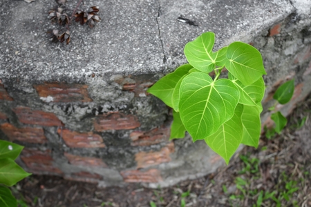 Bodhi  tree young (Ficus religiosa) Growing from the wall :select focus front Leaf Bodhi tree and  soft background :の写真素材