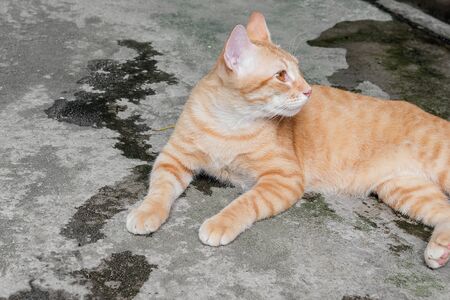 Orange cat  on the floor and resting. Cat Thailand beautiful and  look backward.の写真素材