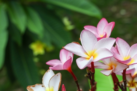 Plumeria flower pink and white frangipani tropical flower, plumeria flower blooming on tree, spa flower : select focus front flower plumeria and Blur blurred background.  ( Common name pocynaceae,Frangipani , Pagoda tree, Temple tree )の写真素材
