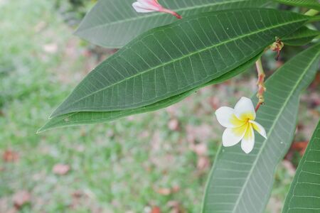 Desert Rose Tropical flower on a tree, or Impala Lily flower. beautiful White adenium in the garden. : select focus Desert Rose Tropical flower with shallow depth of field and soft-focus background :の写真素材