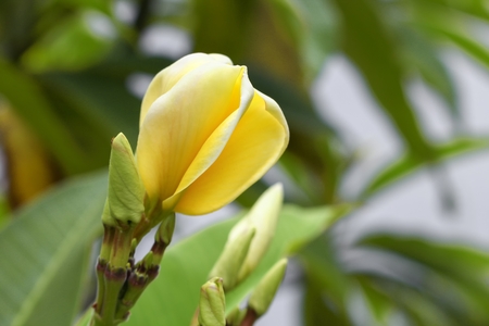 Plumeria flower yellow and white frangipani tropical flower, plumeria flower blooming on tree, spa flower : select focus front flower plumeria and Blur blurred background.  ( Common name pocynaceae,Frangipani , Pagoda tree, Temple tree )の写真素材