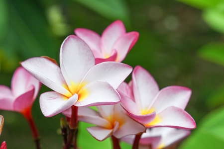 Pink plumeria on the plumeria tree. beautiful frangipani tropical flower : select focus front flower plumeria and soft-focus background : Common name   Apocynaceae,Frangipani , Pagoda tree :の写真素材