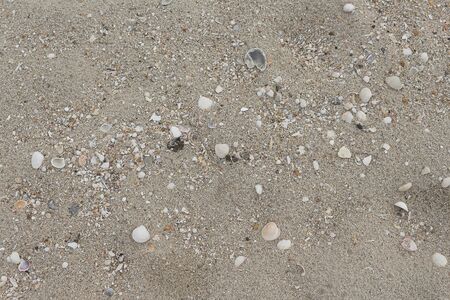 Shells in the sand on the beach in the summer. Ocean wave lap the shore, blowing shells in nature...