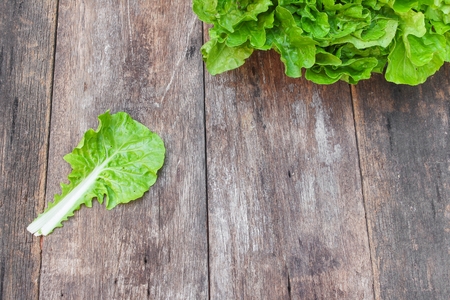 chinese cabbage organic vegetables on a wooden table. Insect eat hole in the leaf. Select focus front chinese cabbage with shallow depth of field,and copy space.の写真素材