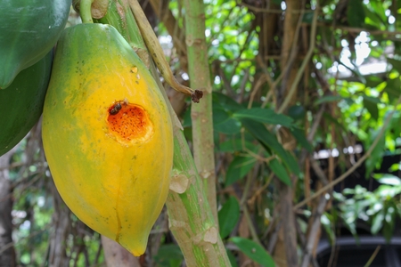 Ripe papaya on the tree. Close up Traces of insect eat ripe papaya on the tree. soft-focus blurred background.の写真素材
