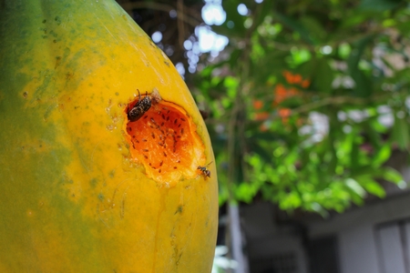 Ripe papaya on the tree. Close up Traces of insect eat ripe papaya on the tree. soft-focus blurred background.の写真素材