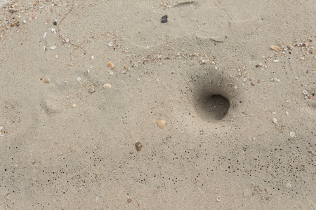 Stone,Shells on the beach With hole of crab. Crab design/Specific design made by little crabs on a beach. : copy space for add text above and may be used as background :の写真素材