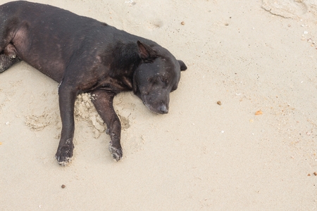 Dog Sleeping on the beach. dog relaxing and resting, lying on the sand at the seaside on summer vacation holidays. : Select focus Dog Sleeping with shallow depth of field.の写真素材