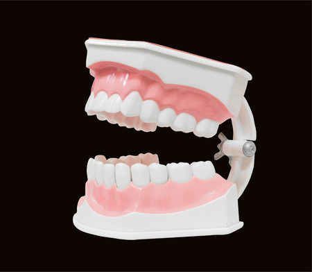 Dental Model of Teeth Open mouth, Isolated on black background clipping path