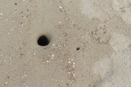 Stone,Shells on the beach With hole of crab. Crab design/Specific design made by little crabs on a beach. : copy space for add text above and may be used as background :の写真素材