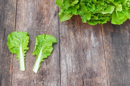 chinese cabbage organic vegetables on a wooden table. Insect eat hole in the leaf. Select focus front chinese cabbage with shallow depth of field,and copy space.の写真素材