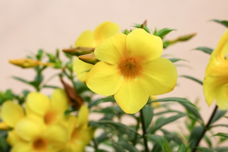 Golden Trumpet, Allamanda cathartica, willow-leaved climber blooming in the garden. Yellow...