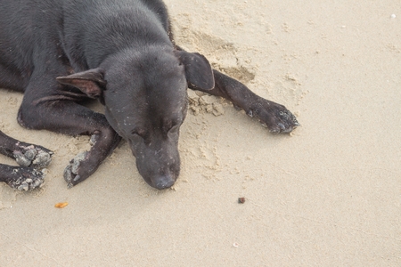 Dog Sleeping on the beach. dog relaxing and resting, lying on the sand at the seaside on summer vacation holidays. : Select focus Dog Sleeping with shallow depth of field.の写真素材