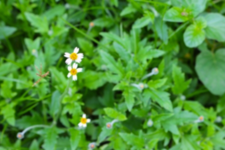 Blur blurred White flower and green grass for background beautifulの写真素材