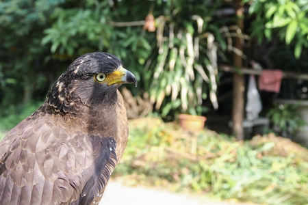 Falcon Peregrine or golden eagle, Closeup