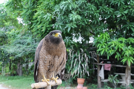 Falcon Peregrine or golden eagle beautiful, select focus shallow depth of field.