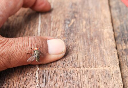 fly selective focus on finger, wooden backgroundの写真素材